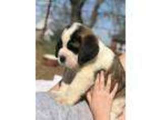 Saint Bernard Puppy for sale in Mcalester, OK, USA