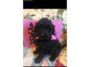 Labradoodle Puppy for sale in Adairsville, GA, USA