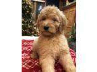 Labradoodle Puppy for sale in Columbus Grove, OH, USA