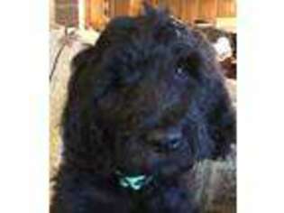 Goldendoodle Puppy for sale in Galion, OH, USA