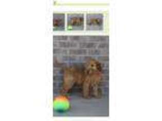Goldendoodle Puppy for sale in Crown Point, IN, USA