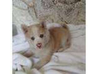 Mutt Puppy for sale in Orange Park, FL, USA