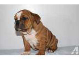 Miniature Bulldog Puppy for sale in CANTON, OH, USA