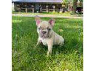 French Bulldog Puppy for sale in Richland, IA, USA