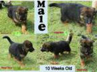 German Shepherd Dog Puppy for sale in Warren, OH, USA