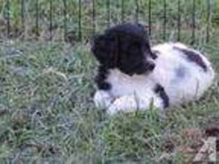 Labradoodle Puppy for sale in EAGLE CREEK, OR, USA