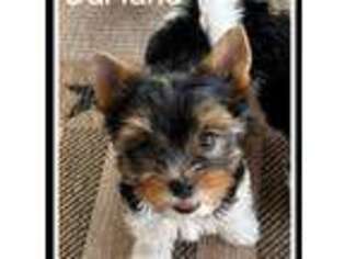 Biewer Terrier Puppy for sale in Liberty Hill, TX, USA