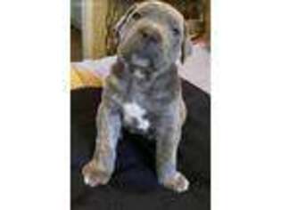 Cane Corso Puppy for sale in Penryn, CA, USA