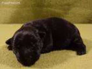 Scottish Terrier Puppy for sale in Amite, LA, USA
