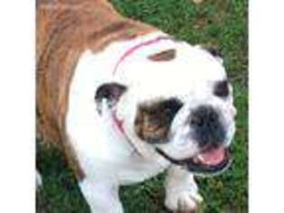 Bulldog Puppy for sale in Onsted, MI, USA