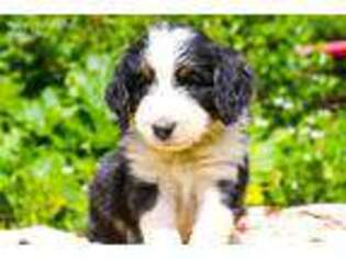 Mutt Puppy for sale in Troy, ID, USA