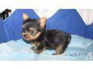 Yorkshire Terrier Puppy for sale in MADISON, IN, USA