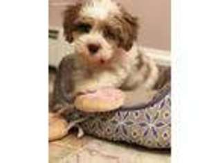 Schnoodle (Standard) Puppy for sale in Ewing, NJ, USA