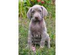 Weimaraner Puppy for sale in Coshocton, OH, USA