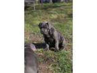 Cane Corso Puppy for sale in Gresham, OR, USA