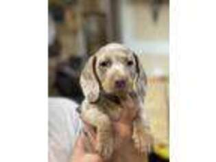 Dachshund Puppy for sale in Gaylord, MI, USA