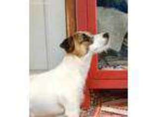 Jack Russell Terrier Puppy for sale in Monson, MA, USA