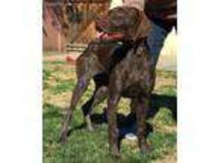 German Shorthaired Pointer Puppy for sale in Sun Valley, CA, USA
