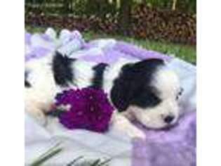 Cavachon Puppy for sale in Westminster, SC, USA