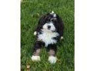 Mutt Puppy for sale in Leesburg, VA, USA