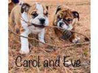 Bulldog Puppy for sale in De Queen, AR, USA