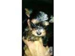 Yorkshire Terrier Puppy for sale in LECANTO, FL, USA