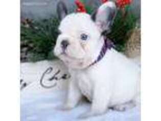 French Bulldog Puppy for sale in Pembroke Pines, FL, USA