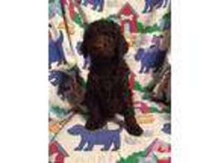 Labradoodle Puppy for sale in FUNKSTOWN, MD, USA