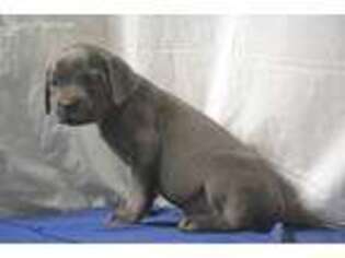 Cane Corso Puppy for sale in Loysville, PA, USA