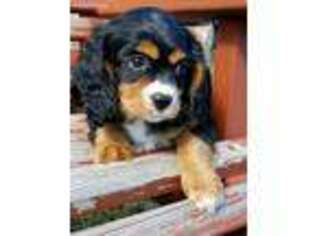 Cavalier King Charles Spaniel Puppy for sale in Palmer, TX, USA