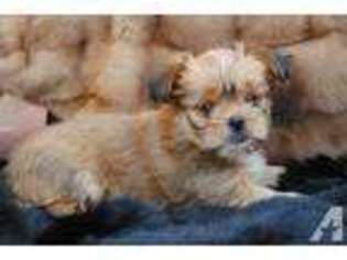Yorkshire Terrier Puppy for sale in NEWBURGH, NY, USA