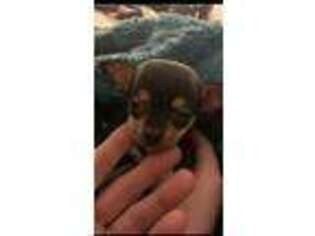 Chihuahua Puppy for sale in Ludington, MI, USA