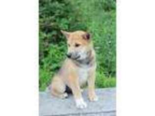 Shiba Inu Puppy for sale in Dundee, NY, USA