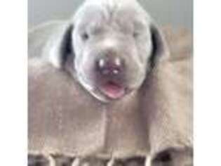 Weimaraner Puppy for sale in Columbus, OH, USA