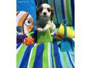 Cavalier King Charles Spaniel Puppy for sale in Taylorsville, KY, USA