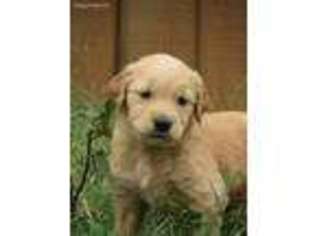 Golden Retriever Puppy for sale in Athens, TN, USA