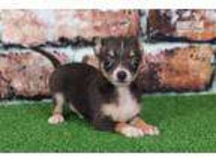 Chihuahua Puppy for sale in Baltimore, MD, USA
