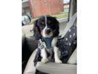 Cavalier King Charles Spaniel Puppy for sale in Beaverton, OR, USA