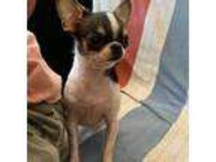 Chihuahua Puppy for sale in Vista, CA, USA