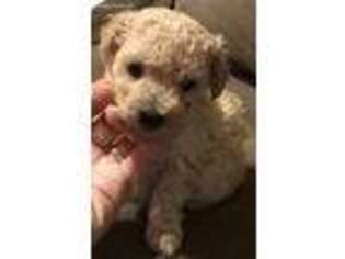 Mutt Puppy for sale in Chelsea, OK, USA