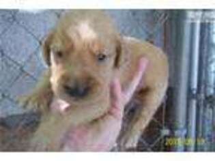 Golden Retriever Puppy for sale in Winston Salem, NC, USA