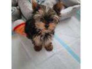 Yorkshire Terrier Puppy for sale in Hialeah, FL, USA