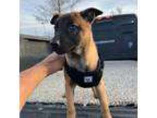Belgian Malinois Puppy for sale in Colorado Springs, CO, USA