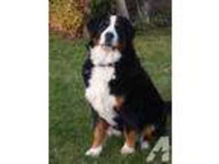 Bernese Mountain Dog Puppy for sale in WARE, MA, USA