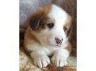 Medium Photo #1 Mutt Puppy For Sale in Newport, NE, USA