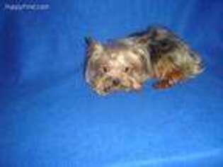 Yorkshire Terrier Puppy for sale in RUSSELL SPRINGS, KY, USA