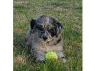 Mutt Puppy for sale in Culloden, GA, USA