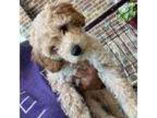 Cavapoo Puppy for sale in Mansfield, TX, USA