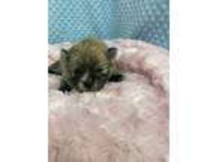 Pomeranian Puppy for sale in Greenville, GA, USA