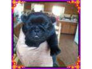Pug Puppy for sale in Accokeek, MD, USA